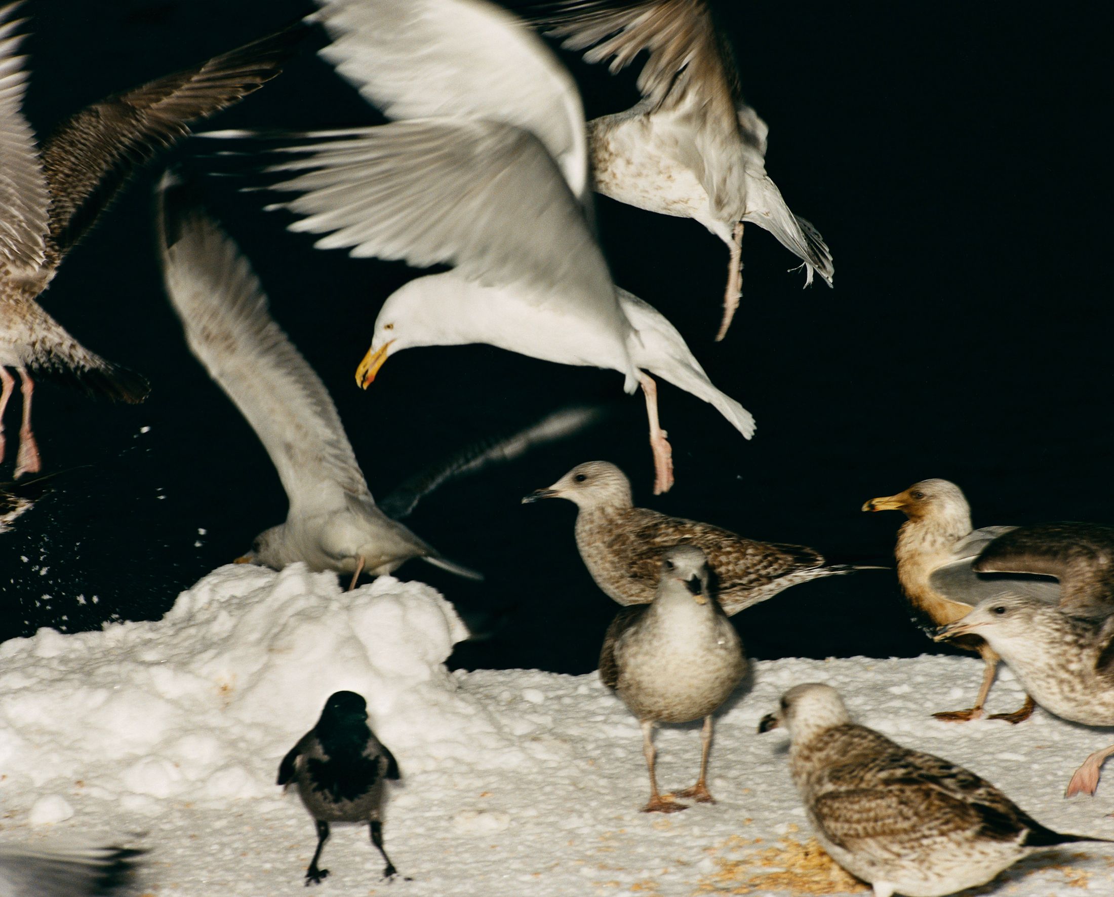 Vinter — 3
